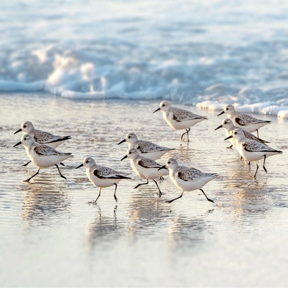coastalfinds4